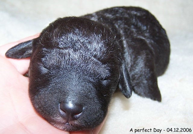 7-Huendin 04122006-11.jpg